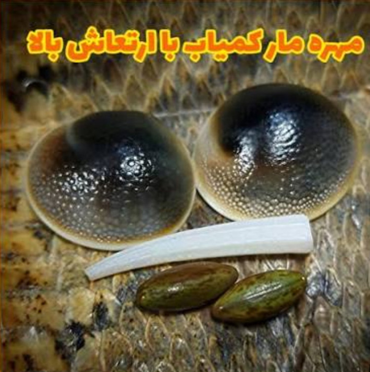 مهره مار افعی شناسنامه دار