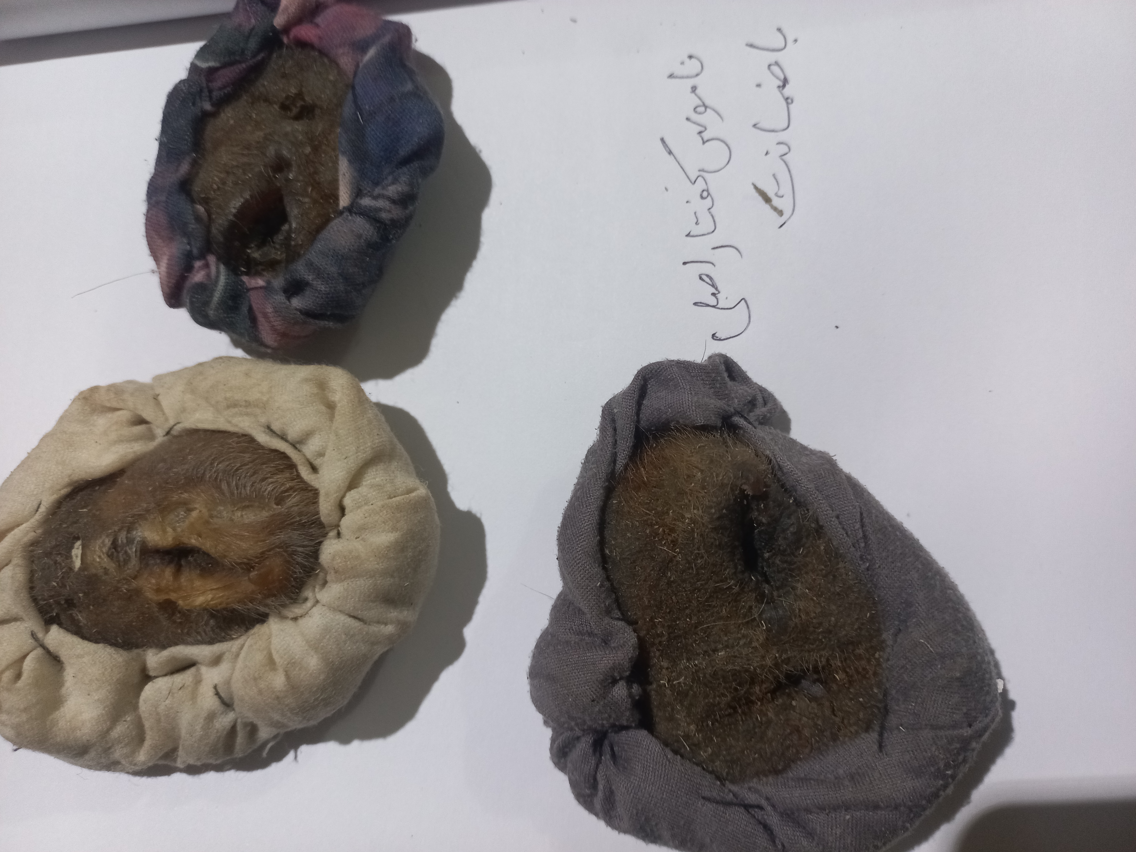 مهره مار،خرمهره و فرج کفتار اصلی