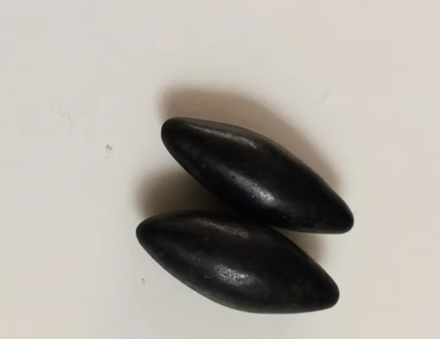مهره مار کمیاب افعی شناسنامه دار