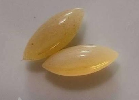 مهره مار افعی کمیاب شناسنامه دار